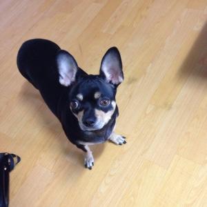 우리 요미 좀 찾아주세요