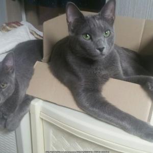 부산-남구)고양이를 찾습니다-사례금50만원