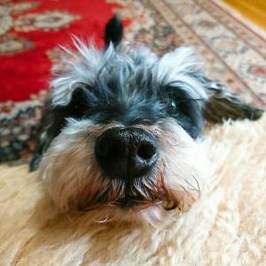 지인의 잃어버린 가족을 찾습니다.