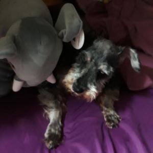 슛돌이 찾습니다