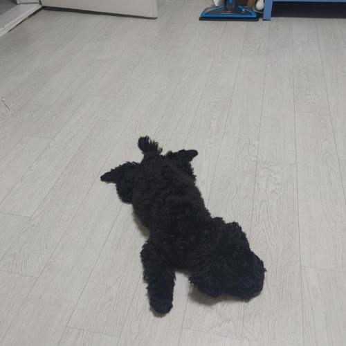 부천 고강동 ) 검정색 아기 푸들 보호중입니다.