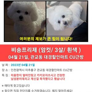 비숑 강아지 찾습니다
