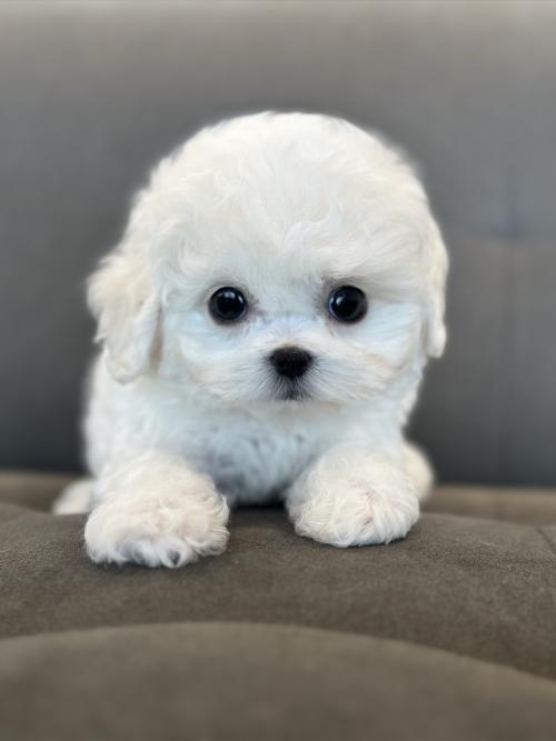 2개월 말티푸 분양드립니다