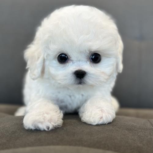 2개월 말티푸 분양드립니다