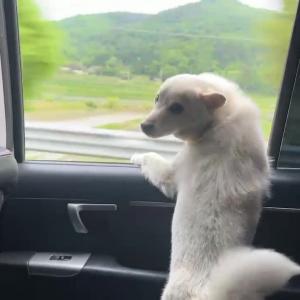 믹스견 우리 로또를   찾습니다.제발