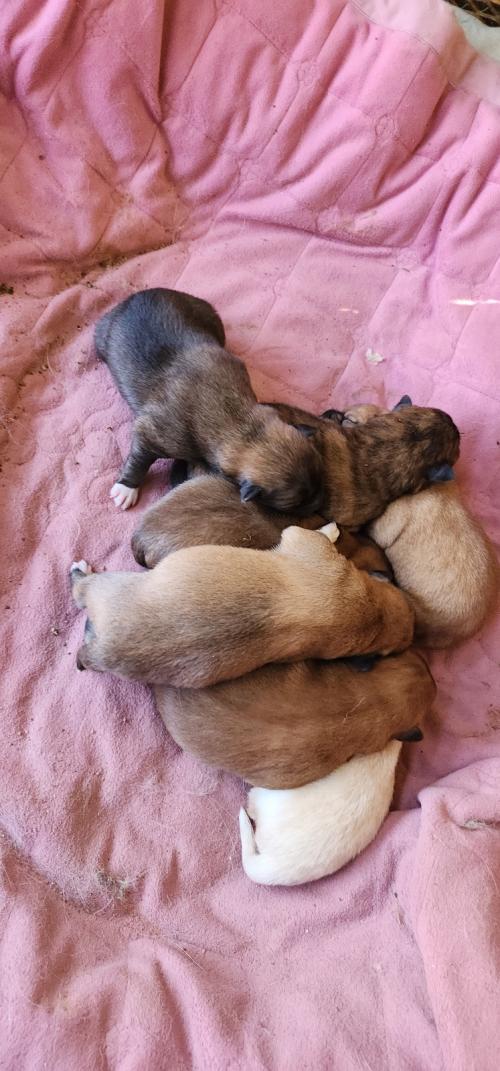 시골개 (엄마는 진돗개, 아빠는 모름) 7마리 분양합니다. (2025년 1월 23일생; 경북고령군,대구)