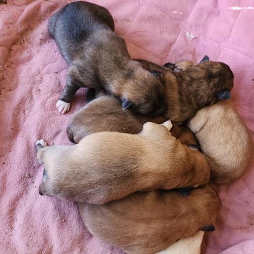 시골개 (엄마는 진돗개, 아빠는 모름) 7마리 분양합니다. (2025년 1월 23일생; 경북고령군,대구)