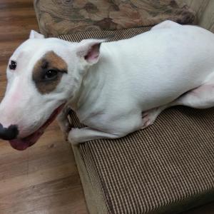 흰색 불테리어를 찾습니다...