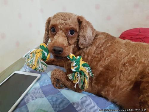 푸들분양합니다