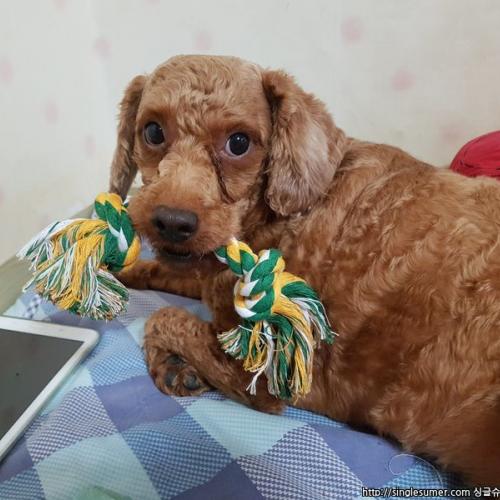 푸들분양합니다