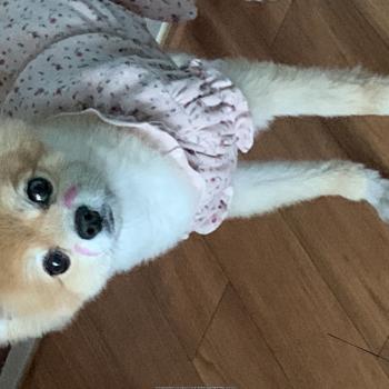 포메라니안 남아 사례하겠습니다.