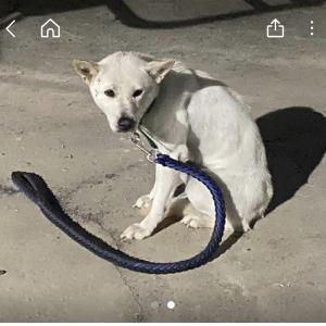 의정부 만가대 근처 진돗개 백구 주인 찾아요
