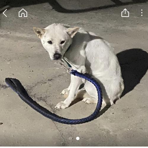 의정부 만가대 근처 진돗개 백구 주인 찾아요