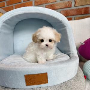 2개월령 말티푸 분양보냅니당