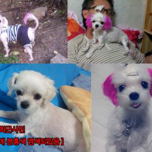 [ 강변쉽터 ] 강원도 영월군 한반도면  말티즈(여아)