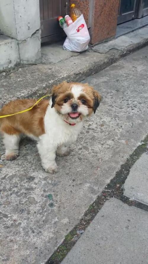 주인을 찾습니다.