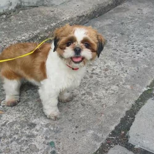 주인을 찾습니다.