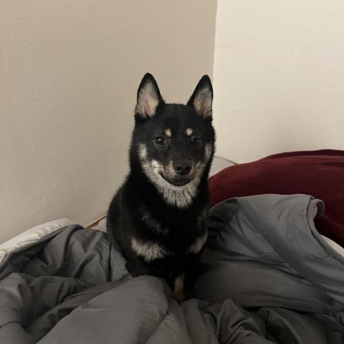 강아지 분양보냅니다