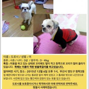 <찾았습니다>도로시를 찾습니다.