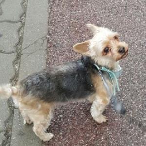 요키믹스 통이를찿습니다