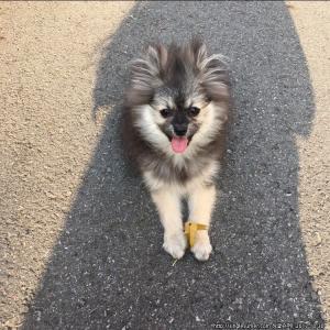 강아지를 찾습니다