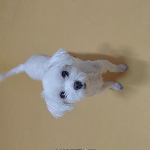 강아지 분양합니다