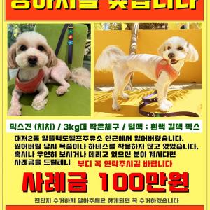 부산 강서구 맥도생태공원 부근 작은믹스견 찾아주세요