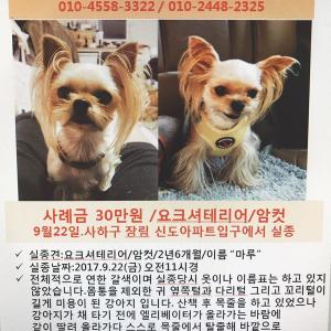 [찾아요]사하구 요크셔테리어/마루/암컷