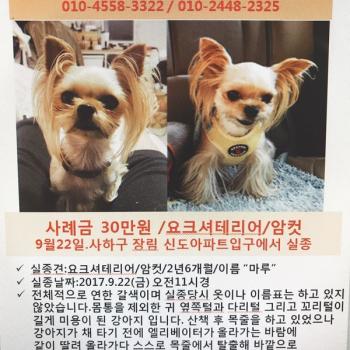 [찾아요]사하구 요크셔테리어/마루/암컷
