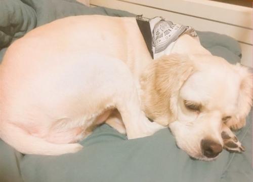 24개월 코카스파니엘 분양합니다.