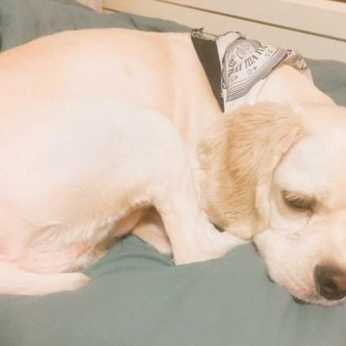 24개월 코카스파니엘 분양합니다.