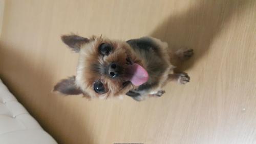 동해 쇄운삼거리도로 요크셔요