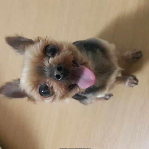 동해 쇄운삼거리도로 요크셔요