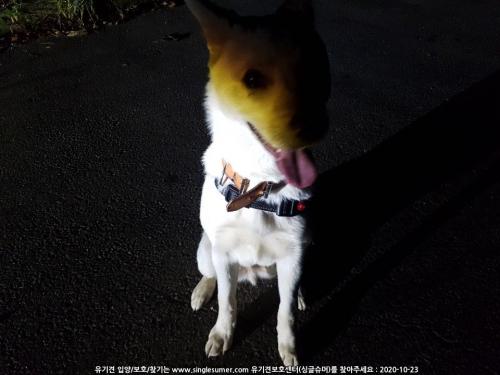 삼천포 레 커피숍 주변에서 강아지발견 주인찾습니다.