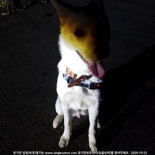 삼천포 레 커피숍 주변에서 강아지발견 주인찾습니다.