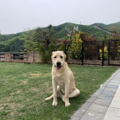 리트리버를 키워주실 자신있는분 찾습니다..