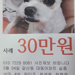 강아지(말티즈)를 찾습니다