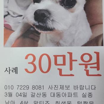 강아지(말티즈)를 찾습니다