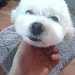 송탄 흰색 푸들 찾습니다.