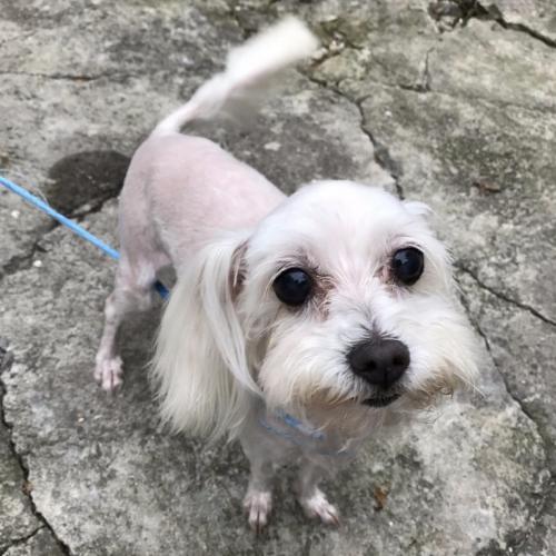 [노원 상계동] 말티즈 여아 보호 중입니다﻿