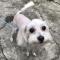 [노원 상계동] 말티즈 여아 보호 중입니다﻿
