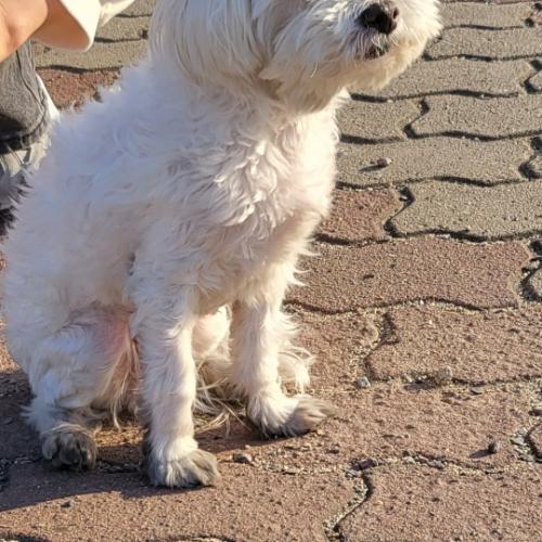 남자 말티즈 보호중입니다