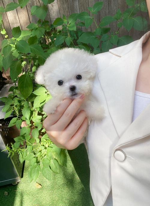 귀여운 비숑 분양 합니다 ~!!