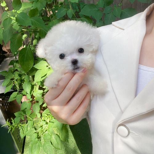 귀여운 비숑 분양 합니다 ~!!
