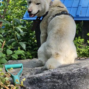 이천 진돗개 수컷 한번만 봐주세요ㅠㅠ