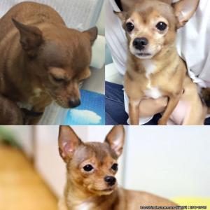 인천부평남초등학교근처에서 강아지를 찾습니다.