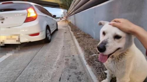 [양주-동두천]봉양교차로 인근 진도믹스추정 "하얀 백구" 주인찾아요