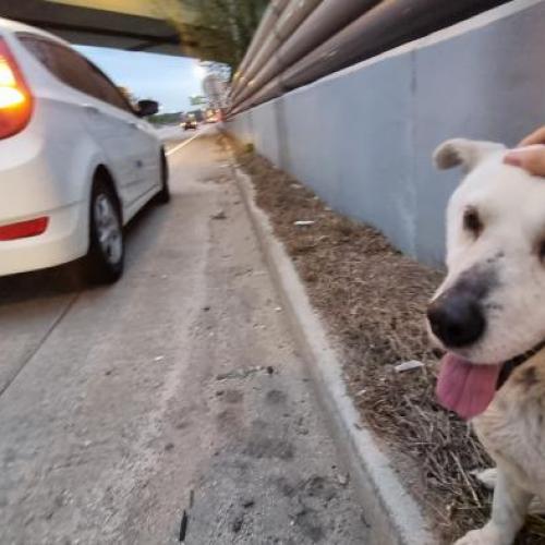 [양주-동두천]봉양교차로 인근 진도믹스추정 "하얀 백구" 주인찾아요