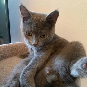 부산광역시 사상구 주례동에서 고양이를 분실하였습니다. 러시안 블루 고양이이며 아직 어립니다ㅠㅠ