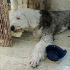 잉글리쉬쉽독 찾습니다